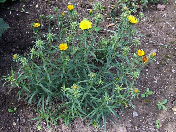INULA ENSIFOLIA COMPACTA