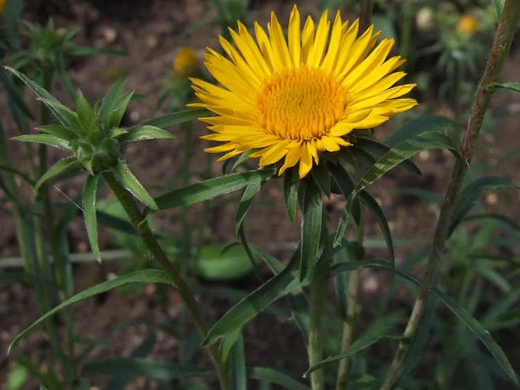 INULA ENSIFOLIA COMPACTA