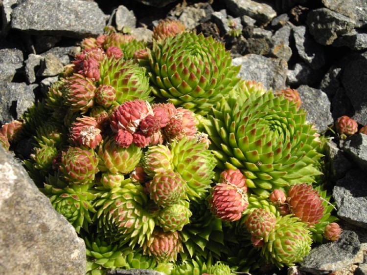 JOVIBARBA SOBOLIFERA