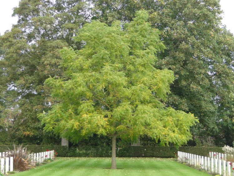 JUGLANS NIGRA