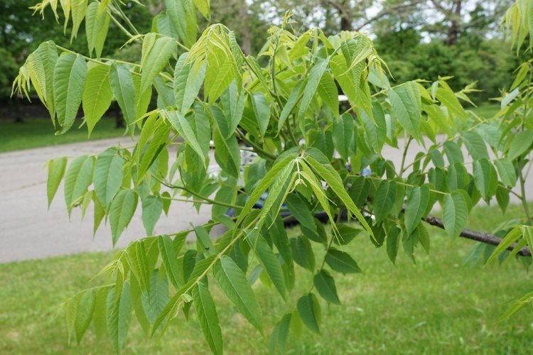 JUGLANS NIGRA