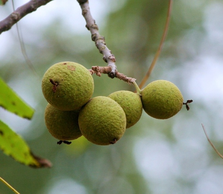 JUGLANS NIGRA