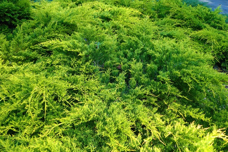 JUNIPERUS PFITZERIANA AUREA