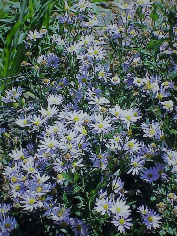 KALIMERIS INCISA BLUE STAR