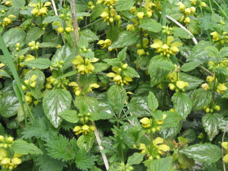 LAMIASTRUM GALEOBDOLON