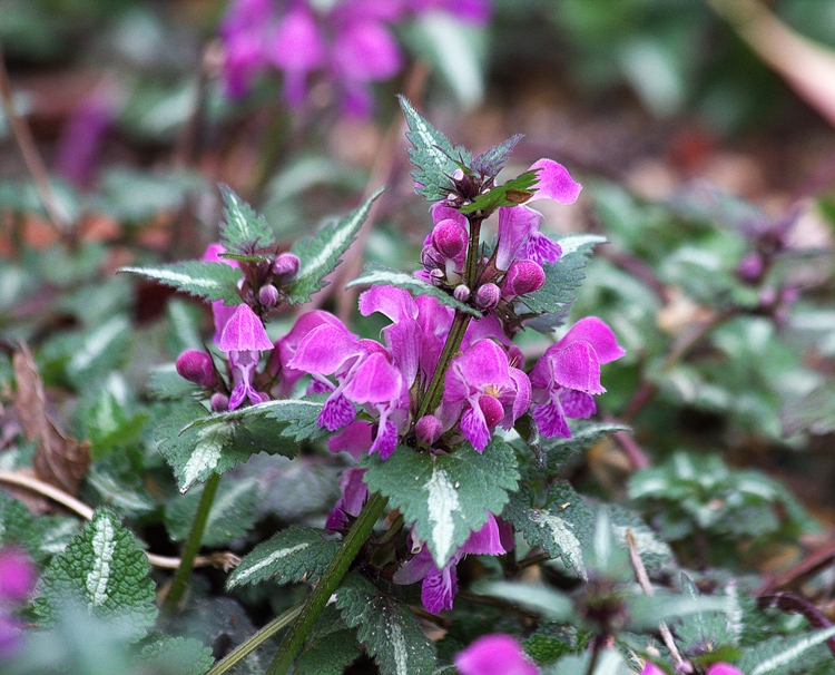 LAMIUM MACULATUM CHEQUERS