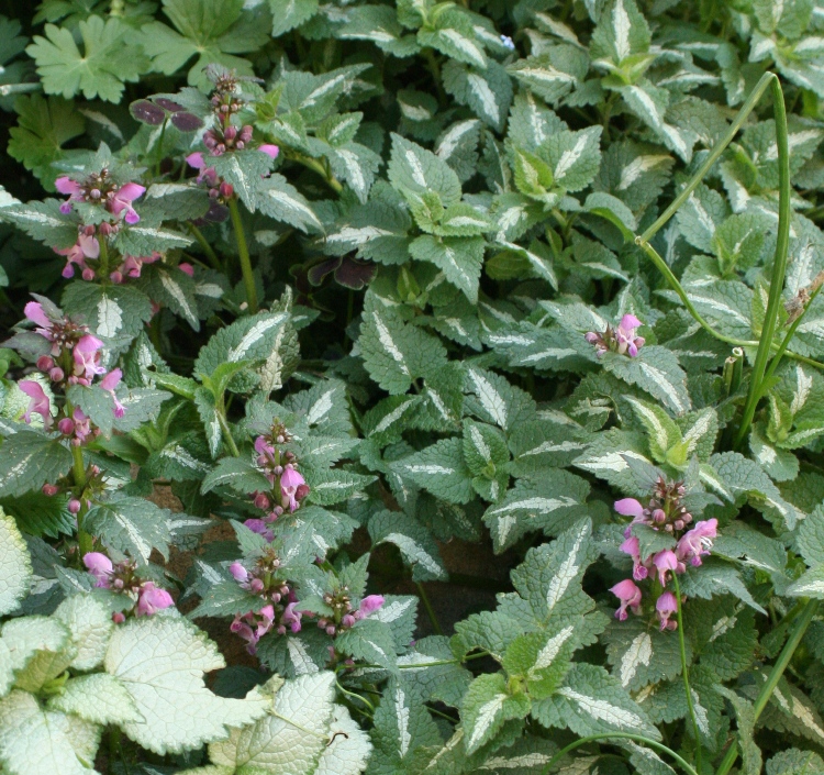LAMIUM MACULATUM CHEQUERS