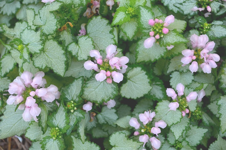 LAMIUM MACULATUM PINK PEWTER