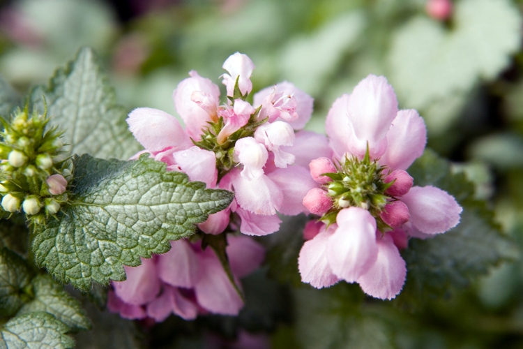 LAMIUM MACULATUM PINK PEWTER