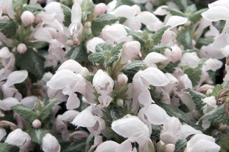 LAMIUM MACULATUM WHITE NANCY
