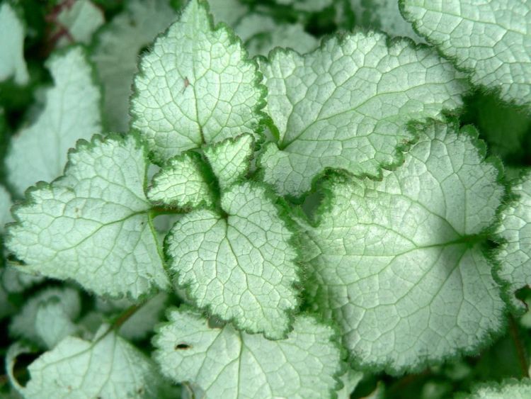 LAMIUM MACULATUM WHITE NANCY