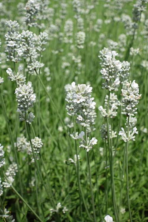 LAVANDULA ANGUSTIFOLIA EDELWEISS