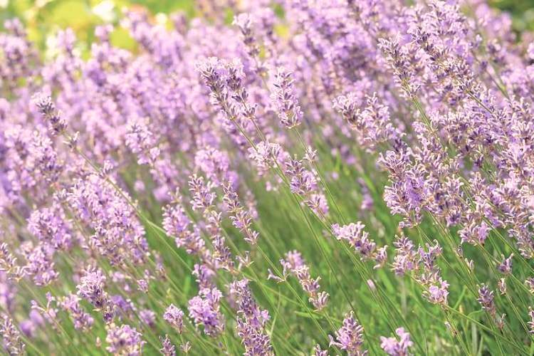 LAVANDULA ANGUSTIFOLIA ROSEA