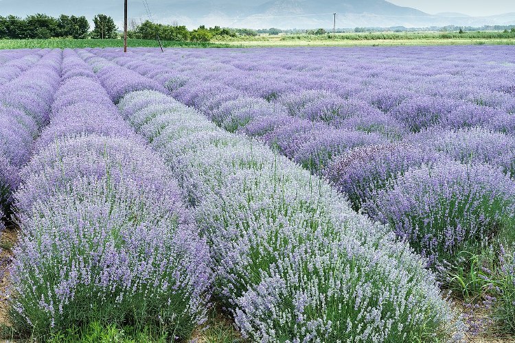 LAVANDULA X INTERMEDIA GRAPPENHALL