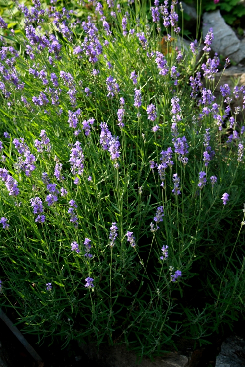 LAVANDULA X INTERMEDIA GRAPPENHALL