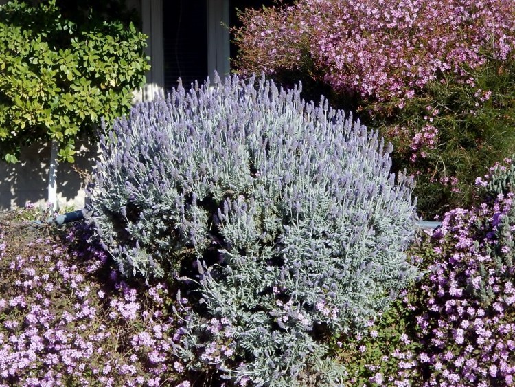 LAVANDULA LANATA SILBERSAMT