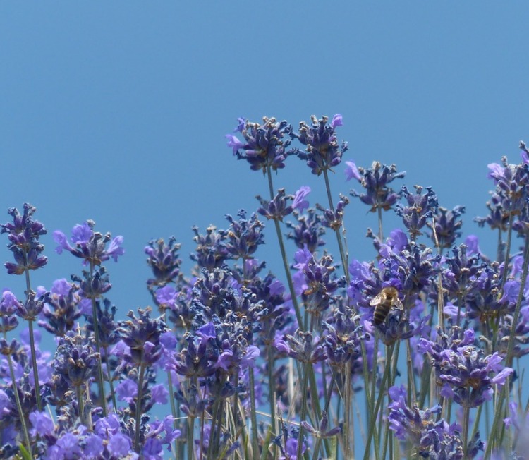 LAVANDULA LANATA SILBERSAMT