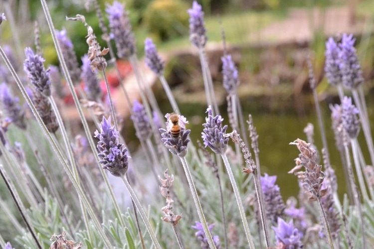 LAVANDULA LANATA SILBERSAMT