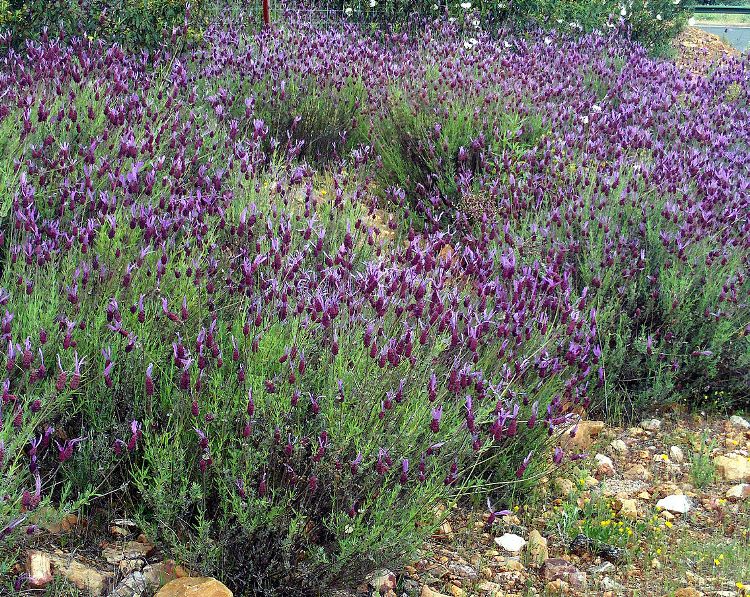 LAVANDULA STOECHAS
