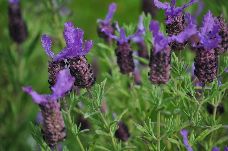 LAVANDULA STOECHAS