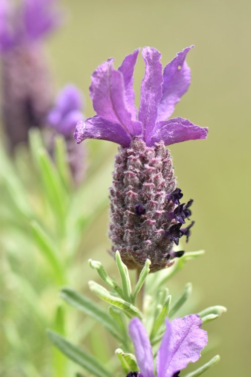 LAVANDULA STOECHAS