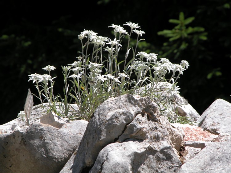 LEONTOPODIUM ALPINUM