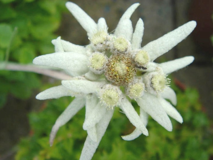 LEONTOPODIUM ALPINUM MATTERHORN