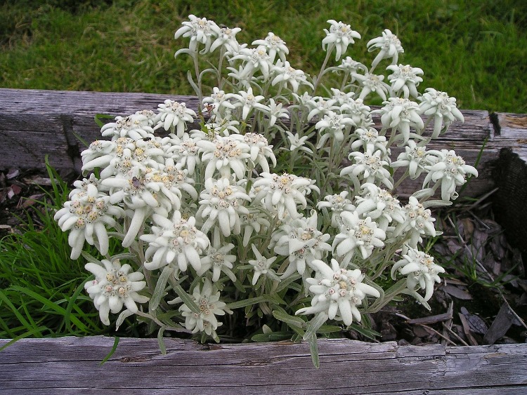 LEONTOPODIUM ALPINUM MONT BLANC