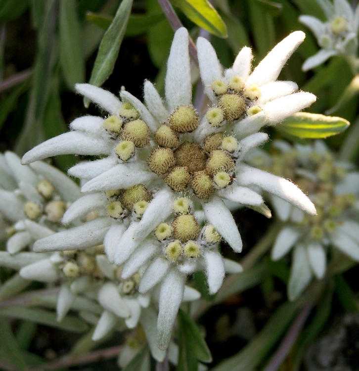 LEONTOPODIUM ALPINUM MONT BLANC