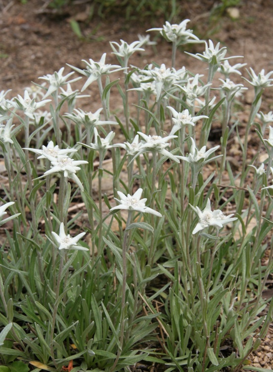 LEONTOPODIUM PALIBINIANUM