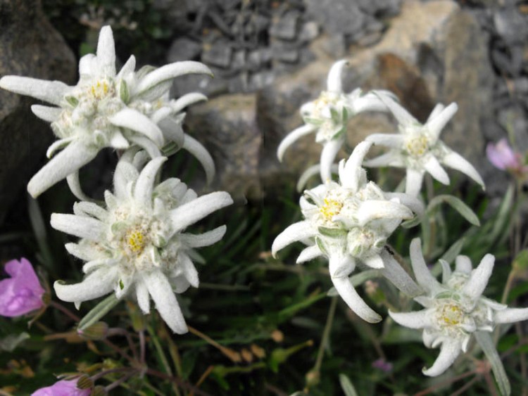 LEONTOPODIUM SOULIEI MIGNON