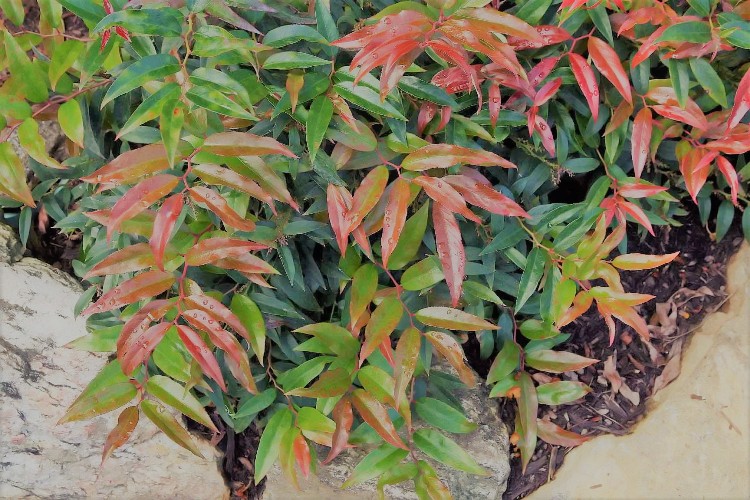 LEUCOTHOE RED LIPS