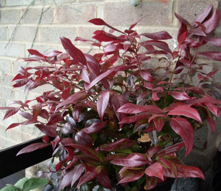 LEUCOTHOE SCARLETTA