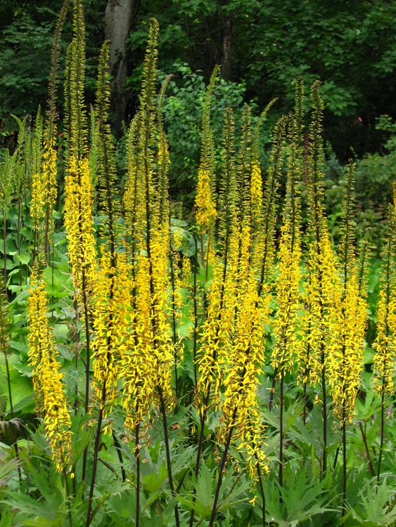 LIGULARIA PRZEWALSKII