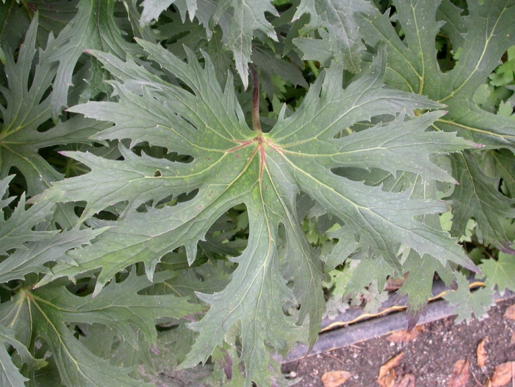 LIGULARIA PRZEWALSKII