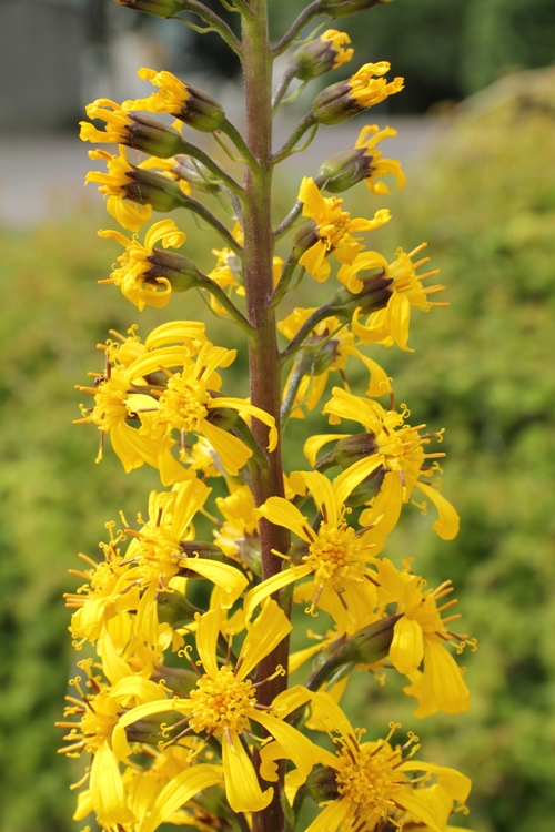 LIGULARIA PRZEWALSKII