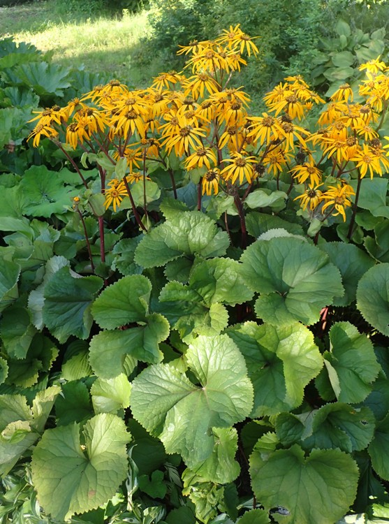 LIGULARIA DENTATA