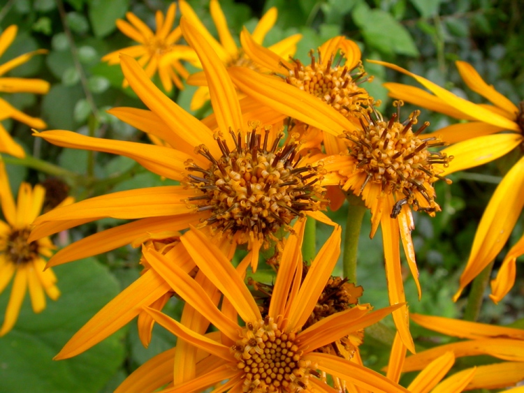 LIGULARIA DENTATA