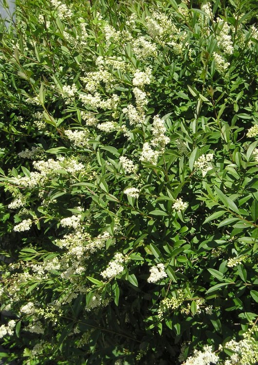 LIGUSTRUM VULGARIS