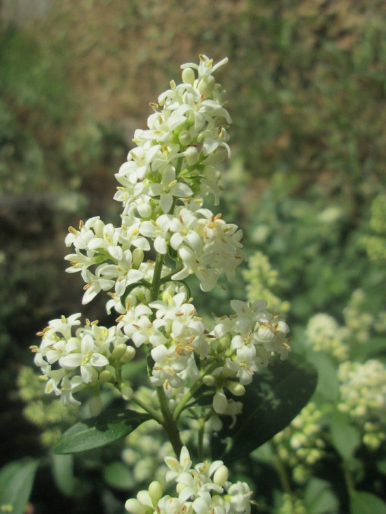 LIGUSTRUM VULGARIS