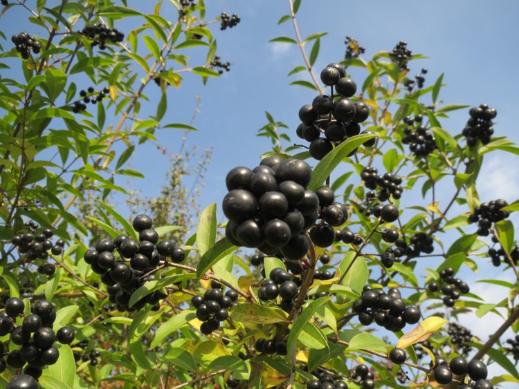 LIGUSTRUM VULGARIS