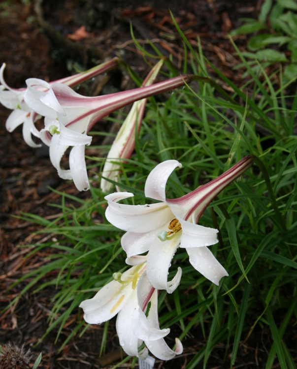 LILIUM FORMOSANUM VAR. PRICEI