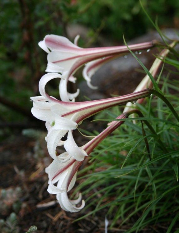 LILIUM FORMOSANUM VAR. PRICEI