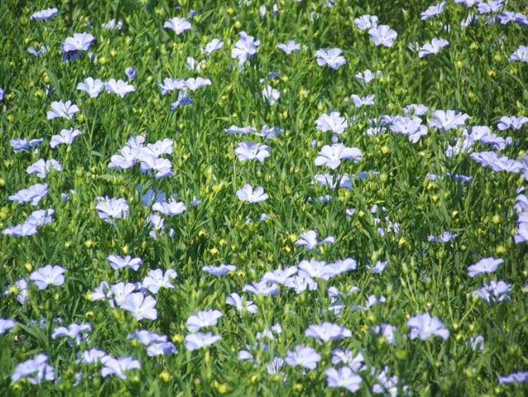 LINUM PERENNE NANUM SAPHIR