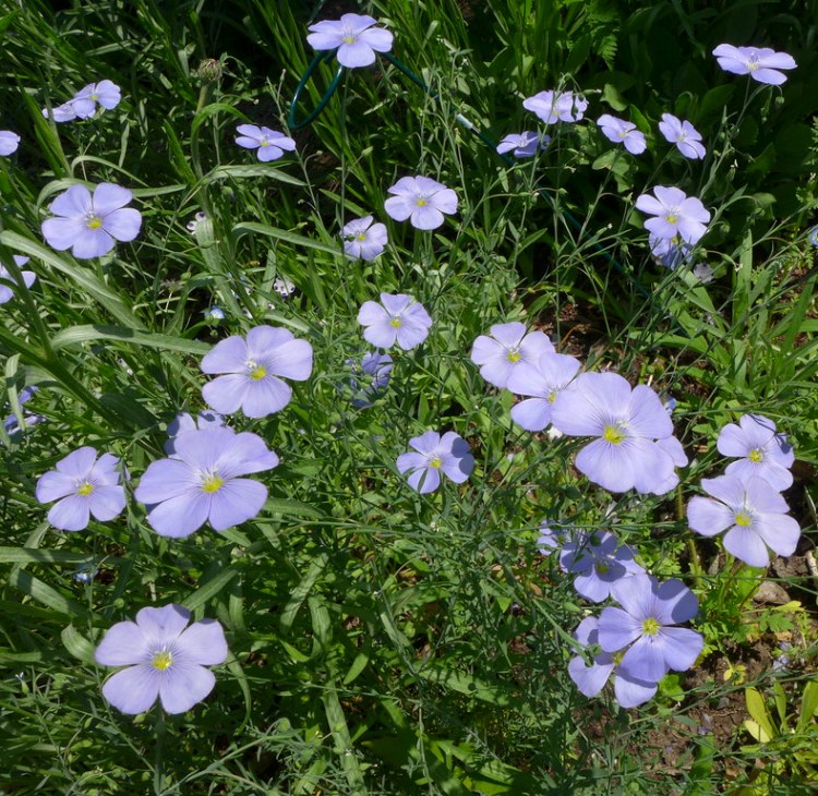 LINUM PERENNE NANUM SAPHIR