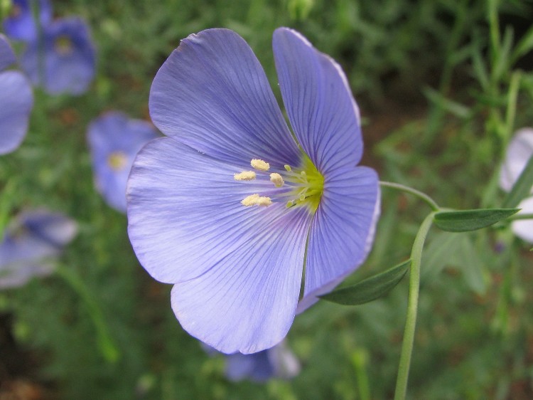 LINUM PERENNE NANUM SAPHIR