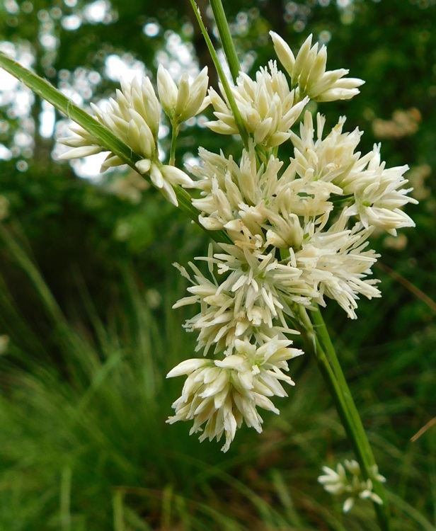 LUZULA NIVEA