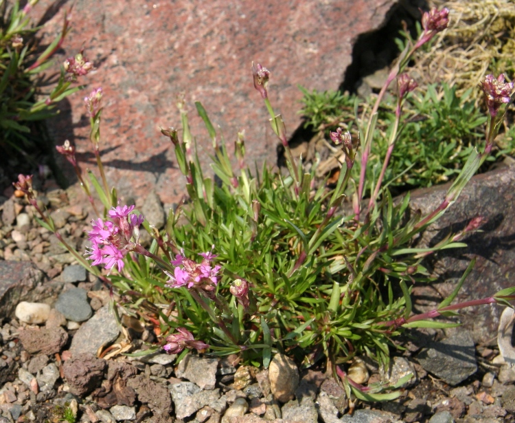 LYCHNIS ALPINA