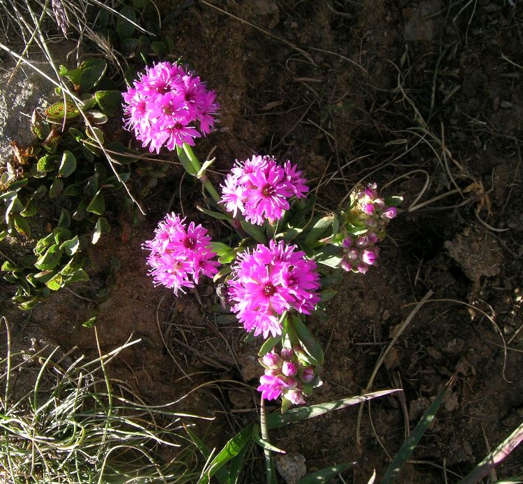 LYCHNIS ALPINA