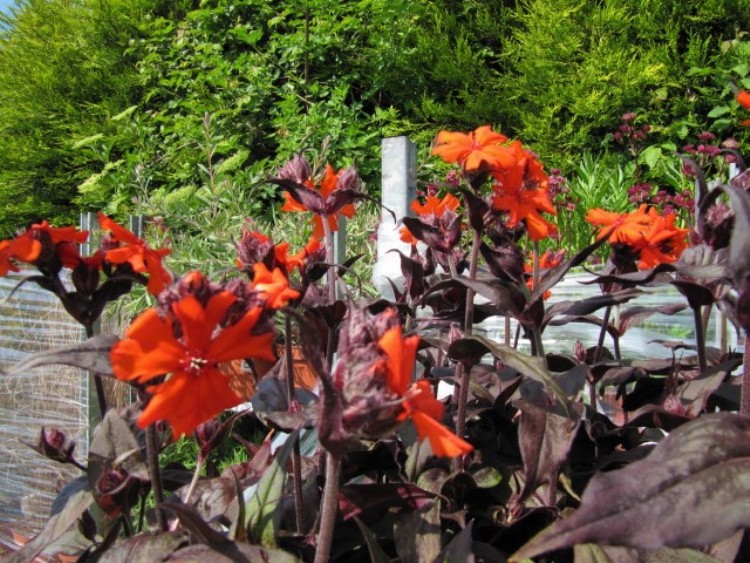 LYCHNIS ARKWRIGHTII VESUVIUS